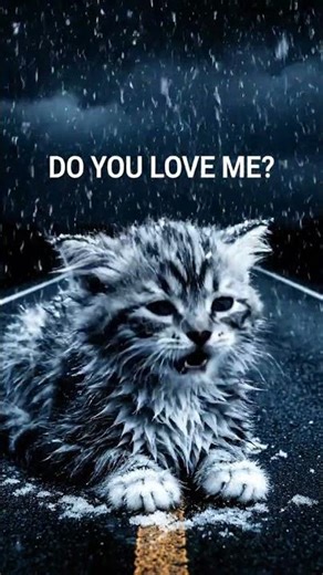 A Crying Kitten With Nowhere to Go #relaxingrain #rainforsleep #asmrrain #heavyrainsounds