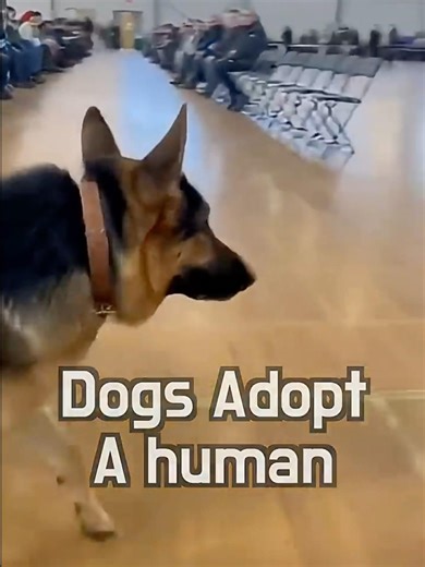 Sometimes the One Who Saves You Has Four Legs 🐶💫 #viral #respect #mhacommunity