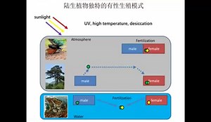 共聚焦显微镜及荧光寿命技术在植物花粉研究中的应用