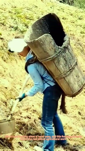 Rural Farmer Carrying Pig Manure to Fertilize Sloping Farmland