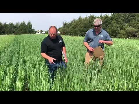 Fridge Triticale & 813 Triticale