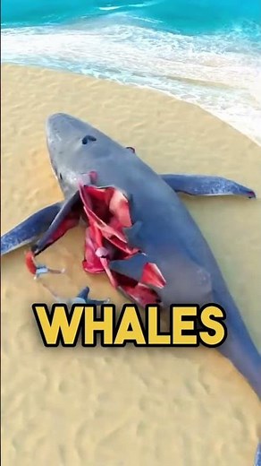 Animals That Can Explode After Death (The Last One Is a Living Bo*b)