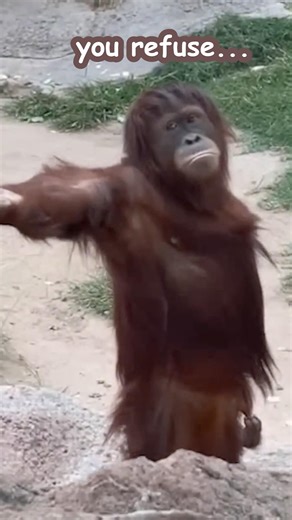 Orangutan just threw a KAMEHAMEHA at me #funny #animals #shorts