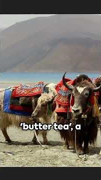 YAK FACTS:UNVEILING THE HIMALAYAN BEAST