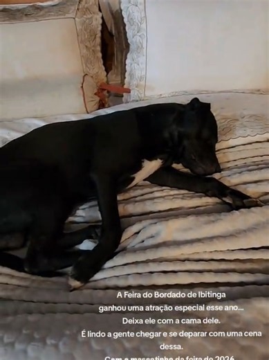 Cachorrinho da Feira do Bordado de Ibitinga ganha lar em 2026