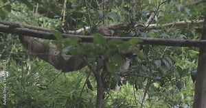 Arboreal Tranquility: A southern two-toed sloth moves at a slow pace along a branch, embodying the serene nature of arboreal life in the tropical rainforest