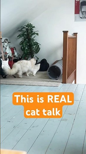 Cat talks to his brother by trilling ❤️