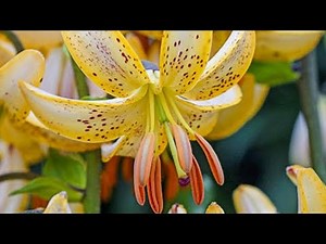 Types of lilies 12 beautiful flower plant