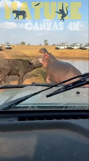INSANE Silverback Gorilla SLAMS Grizzly Bear in Muddy Safari BRAWL! 😱 Real Tourist POV Fight