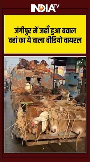 #jangipur में जहाँ हुआ बवाल वहां का ये वाला वीडियो वायरल #bengal #cow #videoviral