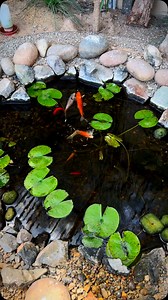 1K views · 1.2K reactions | Fish Pond in my Aviary #paradiseparkaviary #aviarybirds #aviary #birds #finches #canaries #birdlovers #paradise #birdsparadise #reels #instareels #instagram #instagood #youtube #youtuber #fyp #fresno #559 #fish #pond #fishpond #koi #koipond #birdaviary #outdooraviary #instabird | paradiseparkaviary | Facebook