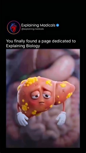 Medical | Health | Anatomy on Instagram: "The Liver: The Body’s Master Regulator The liver is one of the most vital organs in the human body, responsible for keeping internal systems balanced and functioning. It filters toxins, drugs, and harmful substances from the blood, playing a central role in detoxification. The liver also regulates metabolism by processing carbohydrates, fats, and proteins, and it stores energy as glycogen to help maintain stable blood sugar levels. In digestion, the live