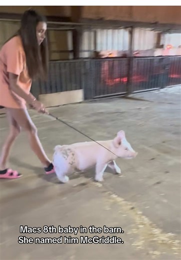 Discover McGriddle: The Adorable Piglet in the Barn