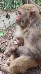 10K views · 99 reactions | Mom hug baby and cry  #baby #NewsUpdate #monkey #Very #reels #Leo #newborn #cute #milkyway #crying | Monkey history 2024 | Facebook