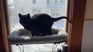 Dusty the Campfire Cat on Reels