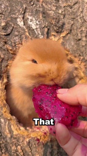 This Sound Shouldn’t Come from Something This Cute 😳 || Rabbit