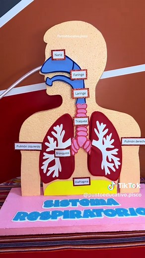 Maqueta del Sistema Respiratorio Funcional para Estudiantes
