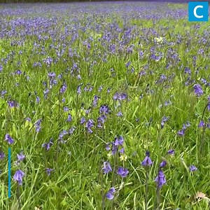 65K views · 8.8K reactions | Cornwall hits peak bluebells season | Cornwall Live | Facebook