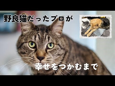 The story of a homeless stray cat who finds happiness.