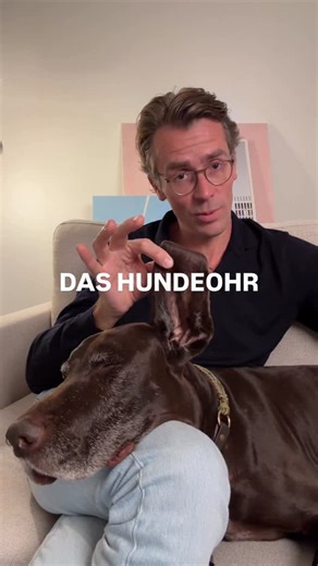 PROMETHEUS by Dr. Wimmer on Instagram: "Das Hundeohr ist besonders feinfühlig und deutlich leistungsfähiger als das des Menschen. Hunde können Geräusche wahrnehmen, die für uns unhörbar sind, besonders sehr hohe oder sehr leise Töne. Diese feine Hörfähigkeit hilft ihnen bei Orientierung, Kommunikation und der Wahrnehmung ihrer Umgebung. Gleichzeitig reagieren Hunde dadurch empfindlich auf laute oder schrille Geräusche, was man bei ihrem Wohlbefinden im Alltag berücksichtigen sollte. Wie machst D