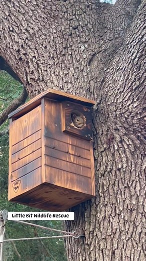 51K views · 3.5K reactions | The squirrels are using the squirrel houses Mike hung up. We have 2 more to put up ( or should I say he has two more to put up lol) ). FYI Mike didn’t build these I ordered these | Little Bit Wildlife Rescue | Facebook