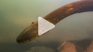 Shocking discovery: Electric eels hunt in packs in Amazon rivers