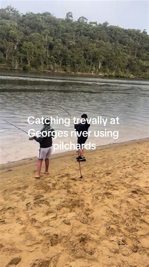 Catching Trevally at Georges River with Pilchards