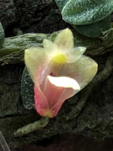 Dendrobium eruciforme, known as caterpillar orchid, unique, rare and delicious😁 #dendrobium #orchid #anggrek #anggrekspesies #orchidspecies