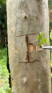 New Bud Grafting Technique for Fruit Trees This innovative bud grafting method improves cambium contact, increases success rate, and promotes faster growth on a strong rootstock. #trees #garden #plants #grafting | Cha Garden