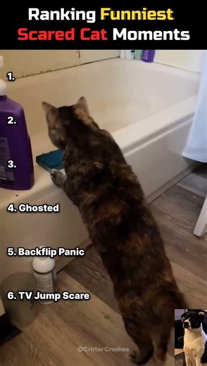 Cats vs. Their Own Shadows! 😹 Best Scared Cat Moments Ranked! #ScaredCat #FunnyPets #CatLovers