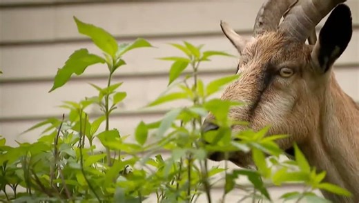 Franconia Community Rallies in Escalating Goat Dispute