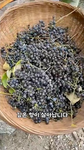 가을 산에서 만나는 작은 포도, 머루｜산머루 담금과 옛사람의 지혜