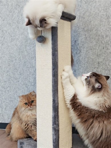 Cats Go Wild for This Scratching Post!