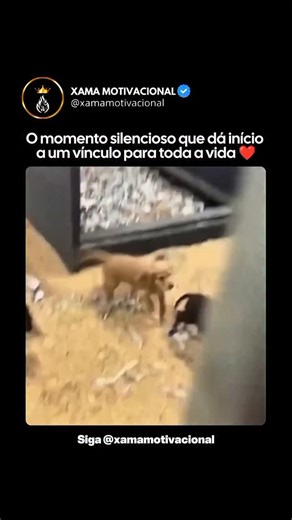 Xama Motivacional | Inspiração | Reflexão on Instagram: "Muitas pessoas dizem que você não escolhe seu cachorro… o cão escolhe você, e a ciência realmente dá a este sentimento uma verdadeira base. 🐾 Durante as visitas ao abrigo, é comum um cão se aproximar, sentar perto ou fazer contacto visual gentil com uma pessoa específica. Esse momento pode parecer “destinado”, mas muitas vezes é impulsionado pelos instintos sociais altamente desenvolvidos de um cão. Os cães são especialistas em ler lingua