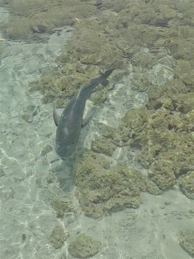 Giant Trevally Fishing in Aitutaki Lagoon