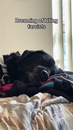 Grrr rah! #blackLab #dog #SanDiego