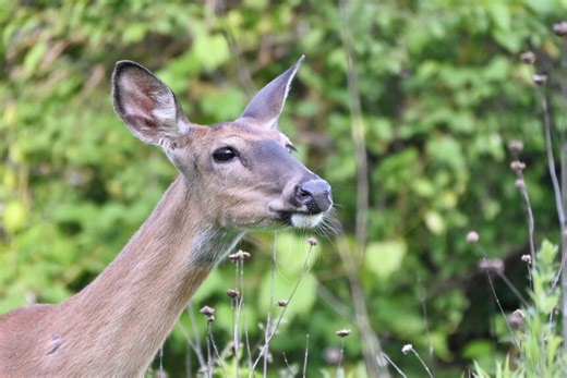 Missouri Department of Conservation explains importance of managed deer hunts