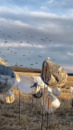 Dry field Canada duck hunting#waterfowlhunting#goosehunting#duckhunting#hunting
