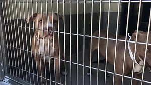 10K views · 102 reactions | SNICKERS RESCUED! HARLEY AKA BECKA...