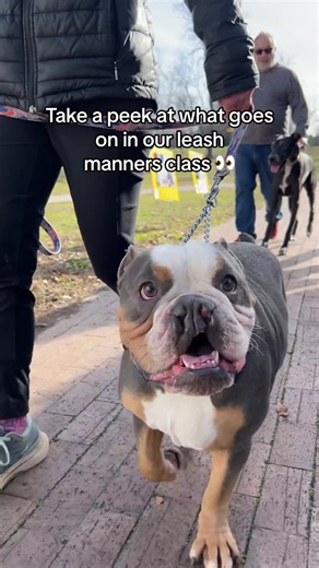 DogTrainingCampUSARaleigh on TikTok