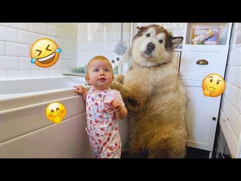 HILARIOUS Dogs Being Weird 🤪 | 30 Minutes Of Funny Dog Videos #14