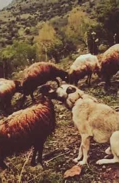 Nature's Most Satisfying Sheep Herd 🐑❤️ #shorts #nature #trending