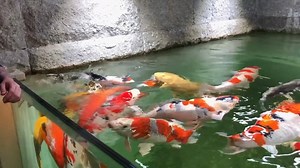 ► Einzigartiges Koi Aquarium ◄ Bei diesem Koi Aquarium wurden die Wände des Raumes als Seitenabgrenzung des Aquariums genutzt. Als Front dient eine Glasscheibe, welche dem Betrachter einen spektakulären Einblick in das Koi Aquarium bietet. © Video: ruedi.weber.23 | Aquarien Deutschland