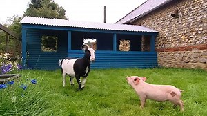 Big Barn Farm - S2E04. Pink Play Pen - video Dailymotion