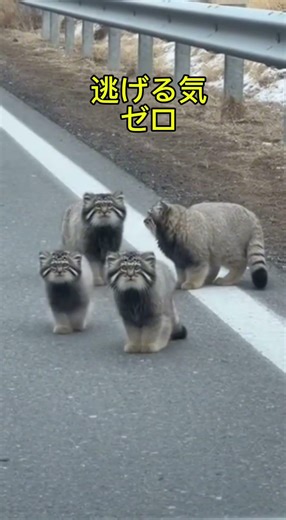 なぜか逃げないパラスネコ猫たち#猫#野生動物#不思議#怖いけど可愛い#ショート動画