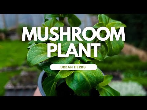 How to grow: Mushroom Plant