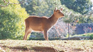 AF-S/AF-Cを解説|被写体によってAFモードを使い分ける