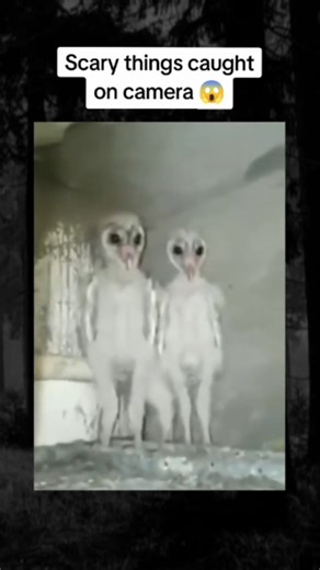 scary things👹 on Instagram: "post from fan account @universal_scaryvideo features a 28-second compilation video highlighting actress Mia Goth's iconic screams across three recent horror films in the Scream franchise directed by Ti West. The video is split into three labeled sections: "2024" (from X): Mia as Maxine, bloodied and terrified, lets out a high-pitched, raw scream of pure fear while fleeing. "2025" (from Pearl): Mia as Pearl, in a close-up with tears, delivers a prolonged, emotionally