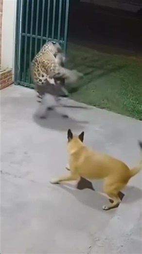 jaguar vs cat and dog #cat #dog #jaguar #viral