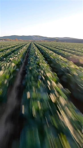 Cliff dive #viral #viralvideo #viralshorts #shorts #shortvideo #short #fyp #like #subscribe